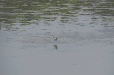 Suda yüzen pied avocet yakın 