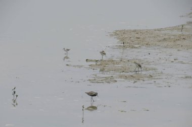 Suda yüzen pied avocet yakın 
