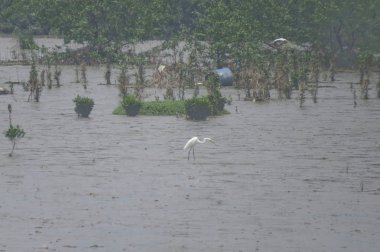 büyük egret. Yuen uzun 24 Nisan 2014 