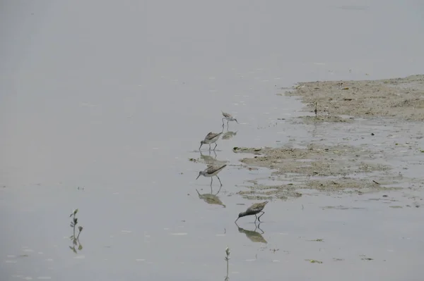 Gros plan d'un avocat pied nageant dans l'eau — Photo