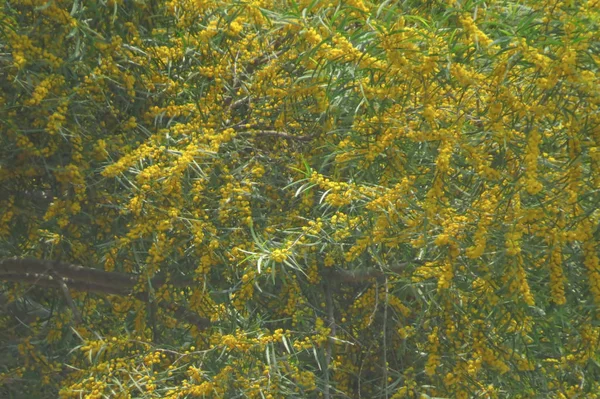 Yuen longo hong kong árvore com flores amarelas — Fotografia de Stock