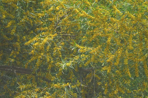 Sarı çiçekli Yuen long hong kong ağacı — Stok fotoğraf