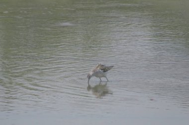  yuen uzun da kuş hk 24 Nisan 2014 