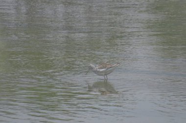  yuen uzun da kuş hk 24 Nisan 2014 