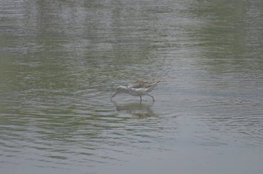  yuen uzun da kuş hk 24 Nisan 2014 