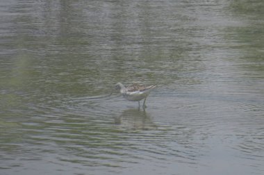 yuen uzun da kuş hk 24 Nisan 2014 