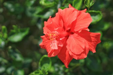 tropikal kırmızı ebegümeci çiçek izole doğa