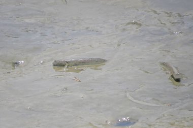 Mudskipper balık, Amfibi balık, çamur sahilde 