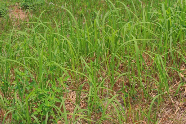 The Grass texture or grass back ground. — Stock Photo, Image