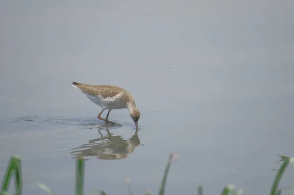 Vogel am yuen long hk 24 april 2014 — Stockfoto