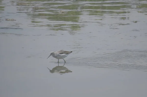 Vogel op Yuen Long HK 24 april 2014 — Stockfoto