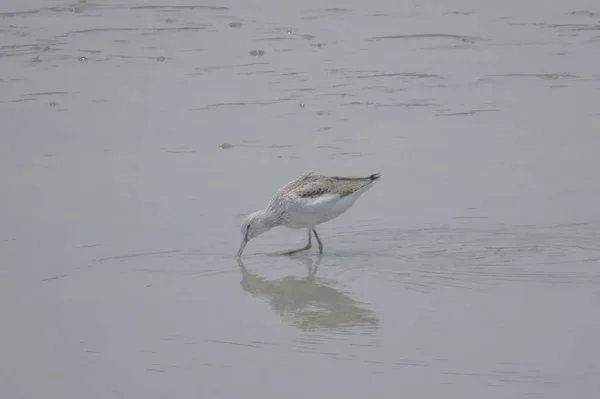 Bird  at Yuen long hK 24 April 2014 — Stock Photo, Image