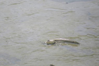 Mudskipper balık, Amfibi balık, çamur sahilde 