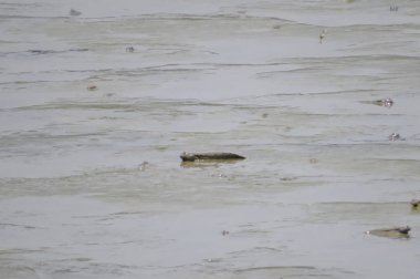 Mudskipper balık, Amfibi balık, Yuen uzun