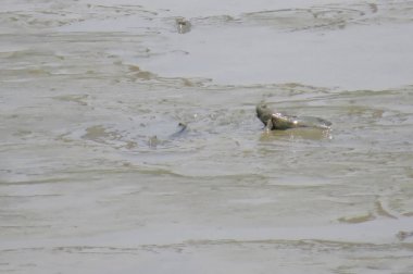 Mudskipper balık, Amfibi balık, Yuen uzun