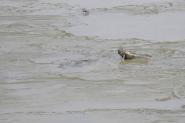 Mudskipper balık, Amfibi balık, Yuen uzun