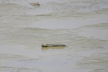 Mudskipper balık, Amfibi balık, Yuen uzun