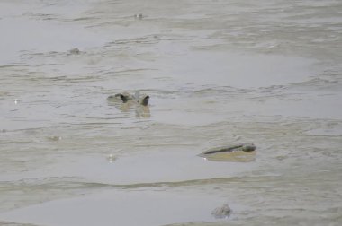 Mudskipper balık, Amfibi balık, Yuen uzun