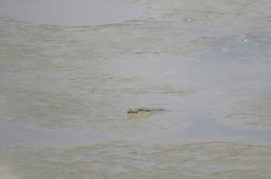 Mudskipper balık, Amfibi balık, Yuen uzun
