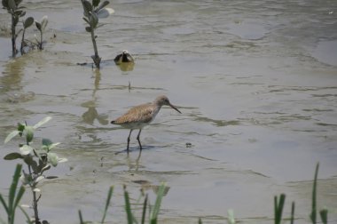Yuen uzun Sandpiper kuş 24 Nisan 2014 