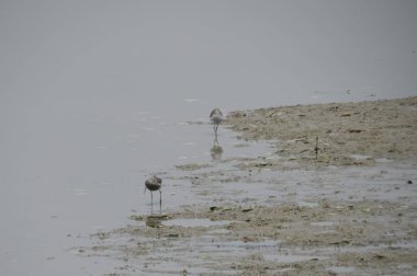 Yuen uzun Sandpiper kuş 24 Nisan 2014 