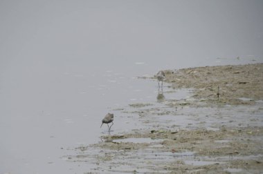 Yuen uzun Sandpiper kuş 24 Nisan 2014 