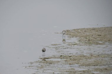 Yuen uzun Sandpiper kuş 24 Nisan 2014 