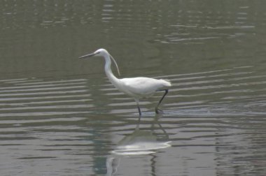 Büyük Egret Yuen uzun 24 Nisan 2014 at 