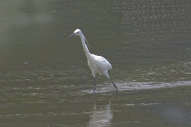 Büyük Egret Yuen uzun 24 Nisan 2014 at 