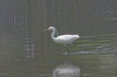 Büyük Egret Yuen uzun 24 Nisan 2014 at 