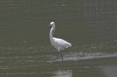 Büyük Egret Yuen uzun 24 Nisan 2014 at 