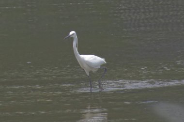 Büyük Egret Yuen uzun 24 Nisan 2014 at 