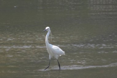 Büyük Egret Yuen uzun 24 Nisan 2014 at 