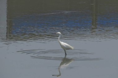 Büyük Egret Yuen uzun 24 Nisan 2014 at 