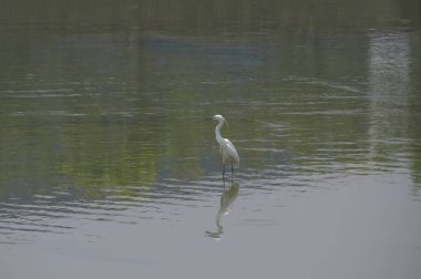 Büyük Egret Yuen uzun 24 Nisan 2014 at 