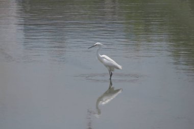 Büyük Egret Yuen uzun 24 Nisan 2014 at 