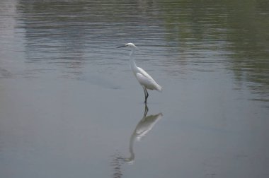 Büyük Egret Yuen uzun 24 Nisan 2014 at 
