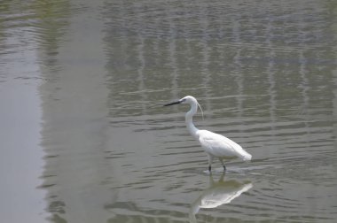 Büyük Egret Yuen uzun 24 Nisan 2014 at 