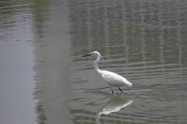 Büyük Egret Yuen uzun 24 Nisan 2014 at 