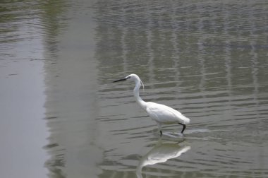 Büyük Egret Yuen uzun 24 Nisan 2014 at 