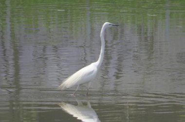 Büyük Egret Yuen uzun 24 Nisan 2014 at 