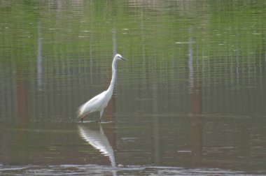 Büyük Egret Yuen uzun 24 Nisan 2014 at 