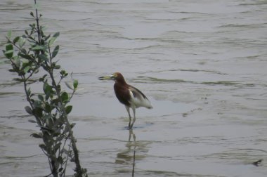 Çin Göletheron Yuen uzun 24 Nisan 2014 