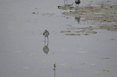 Çin Göletheron Yuen uzun 24 Nisan 2014 