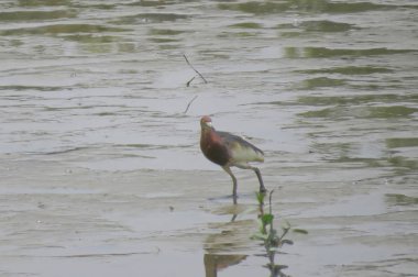 Çin Göletheron Yuen uzun 24 Nisan 2014 