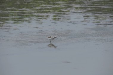 Suda yüzen pied avocet yakın 