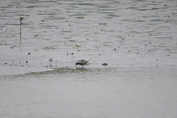 Sandpiper bird in Yuen long 24 Abril 2014 — Fotografia de Stock