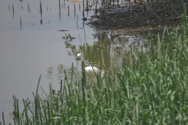 Great Egret en Yuen long 24 abril 2014 — Foto de Stock