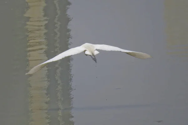 Great egret w: Yuen Long 24 kwietnia 2014 — Zdjęcie stockowe