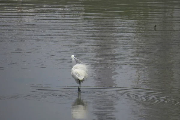 Velký Egret na Yuenu, dlouhý 24. dubna 2014 — Stock fotografie